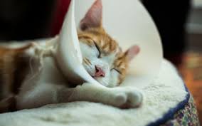 Knowing what to look for is the key, so you can prevent your cat from suffering in silence. Care Of Surgical Incisions In Cats Vca Animal Hospital
