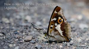 Image result for Apatura iris