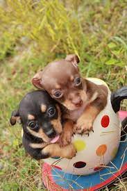 Teacup Chihuahua Puppies 7 Wks Old Males And Females 300 Teacup Chihuahua Puppies Teacup Chihuahua Chihuahua Puppies