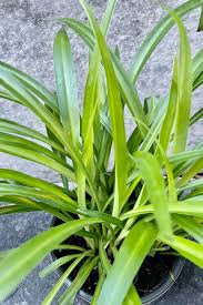 Image result for Chlorophytum stolzii