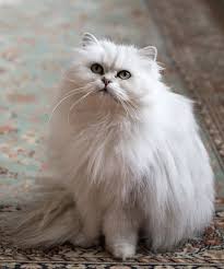 This cat is a slow bloomer, and usually does not come become a cat until about two years old. Chantilly Tiffany Cat Breed Size Appearance Personality