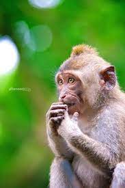 Shannon Wild Me When I Can T Decide What To Eat Macaque Animals Primates Chimp