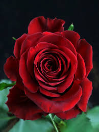 The Meaning of Red Roses - Article onThursd