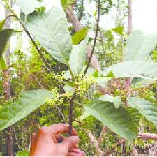 Buah yang boleh dimakan dalam pantang; Pdf A Review On Genus Alseodaphne Phytochemistry And Pharmacology