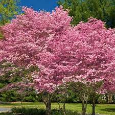 Pink dogwood tree 2 1/2 pot. Pink Flowering Dogwood Naturehills Com