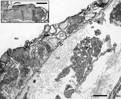 Tissue biology respiratory system anatomy hyaline cartilage histology slides medicine notes tissue types microscopic photography medical laboratory science biology teacher. The Micromechanics Of Lung Alveoli Structure And Function Of Surfactant And Tissue Components Springerlink