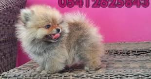 Pomeryan Boo Dog Kopek