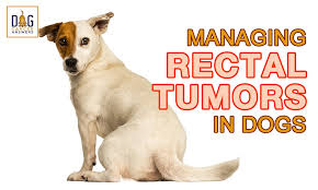 What do oral melanomas in dogs generally look like? Managing Rectal Tumors In Dogs
