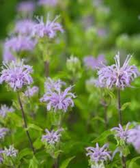 Wild Bergamot Bee Balm Monarda Fistulosa 200 Seeds Joyful Butterfly