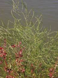 Asparagus Asparagus Officinalis In Ontario Edible Wild Plants Edible Plants Wild Foraging