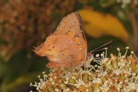 Image result for Agelanthus tanganyikae