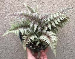 This deciduous fern has a creeping rhizomeand a. Applecourt Crested Japanese Painted Fern Anisocampium Formerly Athyrium Niponicum Applecourt Fancy Fronds Nursery