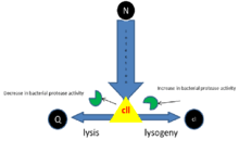 Phage also tends to conserve genes that are active against other phage (i.e., dna modification, lambda rexa, t4 rii). Lambda Phage Wikipedia