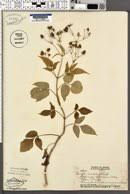Image result for Bidens burundiensis