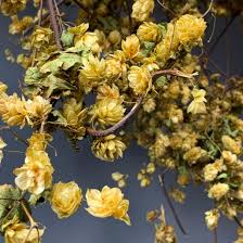 Check spelling or type a new query. Hop Vine 3 M Long With Leaves And Flowers Natural Dried
