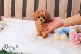 These teacup maltipoo puppy for sale near me can't wait to meet you! Teacup Mini Maltipoo Https Www Alohateacuppuppies Com Maltipoo Maltipoodle Teacupmaltipoo Losange Teacup Puppies Maltipoo Puppy Teacup Maltipoo