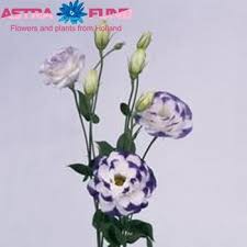 Image result for eustoma Balboa