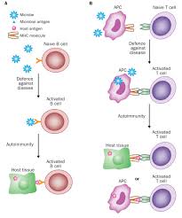 Autoimmunity is when your immune system attacks itself. Vaccination And Autoimmune Disease What Is The Evidence The Lancet