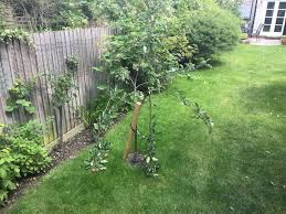 What i would like is. Repairing A Young Apple Tree With A Snapped Branch Gardening Landscaping Stack Exchange