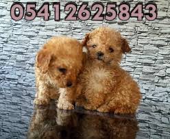 Toy Poodle Fiyatlari Oyuncak Kanis Poodle Oyuncak