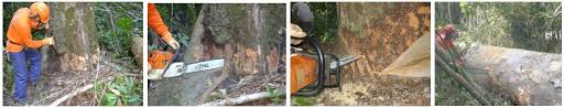 Fuel is a material item that is used to power the chainsaw, it was added alongside it in update v0.60 to the forest. Scielo Brasil Operational Performance Of The Selective Cutting Of Trees With Chainsaw Operational Performance Of The Selective Cutting Of Trees With Chainsaw