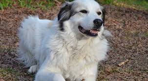 Australian cattle dog the australian cattle dog, or simply cattle. Great Pyrenees German Shepherd Mix Complete Breed Guide My Dogs Info