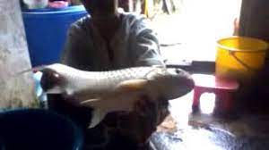 Lampam jawa mempunyai bentuk badan yang lebih mampat berbanding lampam sungai yang kelihatan lebih lebar. Ibuku Dan Lampam Jawa Youtube