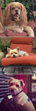 Maybe you would like to learn more about one of these? 170 Pet Sitters And Pet Trainers In San Francisco Ideas Pet Trainer Pet Sitters Sitter