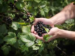 Black currant is a rare flavor in the us, but i grew up eating them. Blackcurrants Are In Season Now But Why Should We Eat Them And What Recipes Can We Prepare With Them The Independent The Independent
