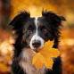 ABI Scent Dog Fall Fiesta TRial event image