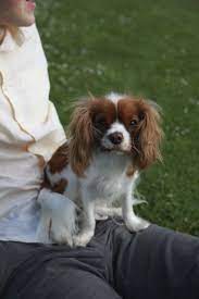 Meet Bella The Miniature King Charles Cavalier Spaniel She Is King Charles Cavalier Spaniel Puppy Cavalier King Charles Spaniel Tricolor King Charles Spaniel