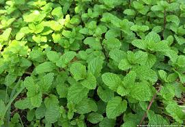 Check spelling or type a new query. 11 Scents That Deer Hate And How To Use Them Pest Pointers Tips For At Home Pest Control