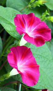 How To Grow Morning Glory Growing Morning Glory In A Container Naturebring In 2020 Morning Glory Flowers Container Flowers Morning Glory