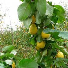 The longer you cook it, the prettier it becomes. Quince Vranja Buy Quince Tree Purchase Quince Fruit Trees