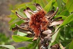 Image result for Protea madiensis