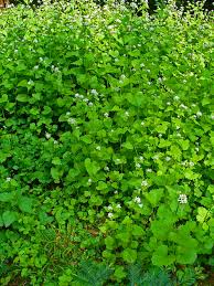 Image result for Setaria petiolata