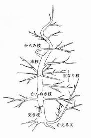 庭木の剪定と薬剤散布 杜のひろば 公益財団法人仙台市公園緑地協会 剪定 庭 木 植物栽培