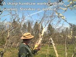 Cut all smaller branches off where they. Pruning Cherry Tree Youtube