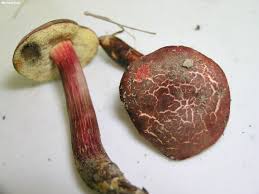 Image result for Xerocomellus diffractus