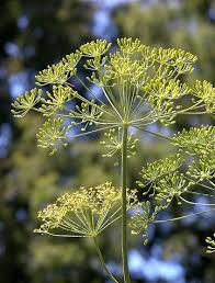 Image result for Anethum