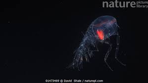 Image result for Amphiasma