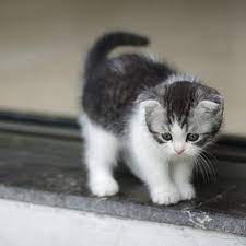 candostum veteriner klinigi candostum veteriner klinigi kulluoglu sk sekerhane mahallesi no 1 b 07400 alanya antalya veteriner hekim bilal ulgenoglu alanya veteriner alanya veteriner biyazilim biveteriner