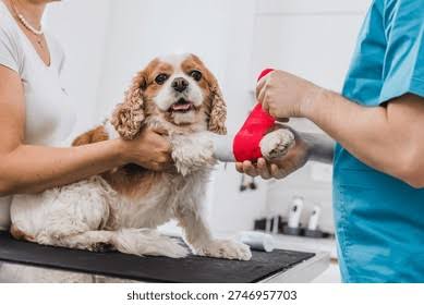 Veterinarian Provides Care Injured Dog Paw Stock Photo 2741478357 | Shutterstock