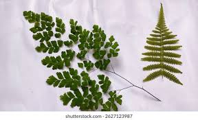 Image result for Pteridaceae