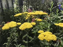 I am new to colorado and unsure when to plant and what sort of plants do well here. Perennial Flowers And Plants In Denver Co