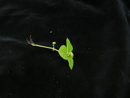 Image result for Lecanthus peduncularis