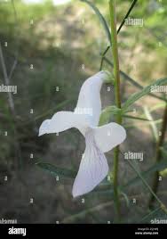 Image result for Sesamum calycinum