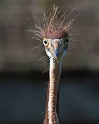 Wild Bird With Crazy Hair Bad Hair Day Gatorland Fl Animals Friends Cute Animals Cutie Patootie