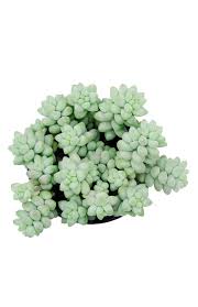 Image result for Senecio subsessilis