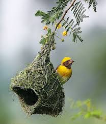 Birds That Make Mud Nests On Walls Amazing Bird Photography Beautiful Birds Bird Pictures